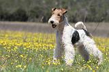 FOX TERRIER 340